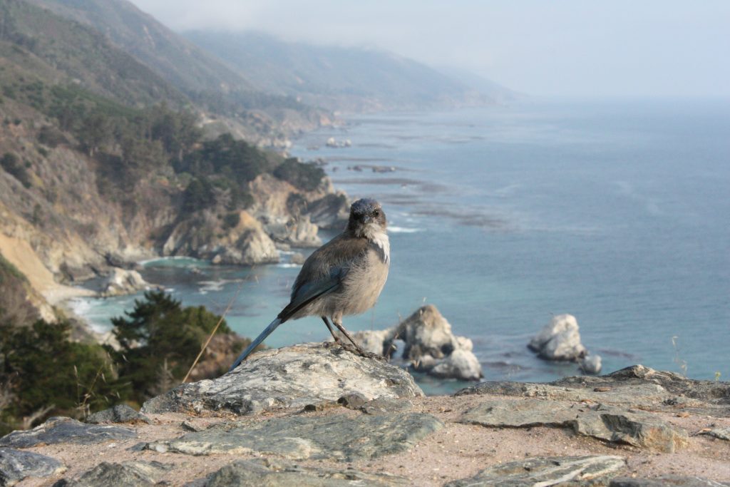 A bird and Big Sur