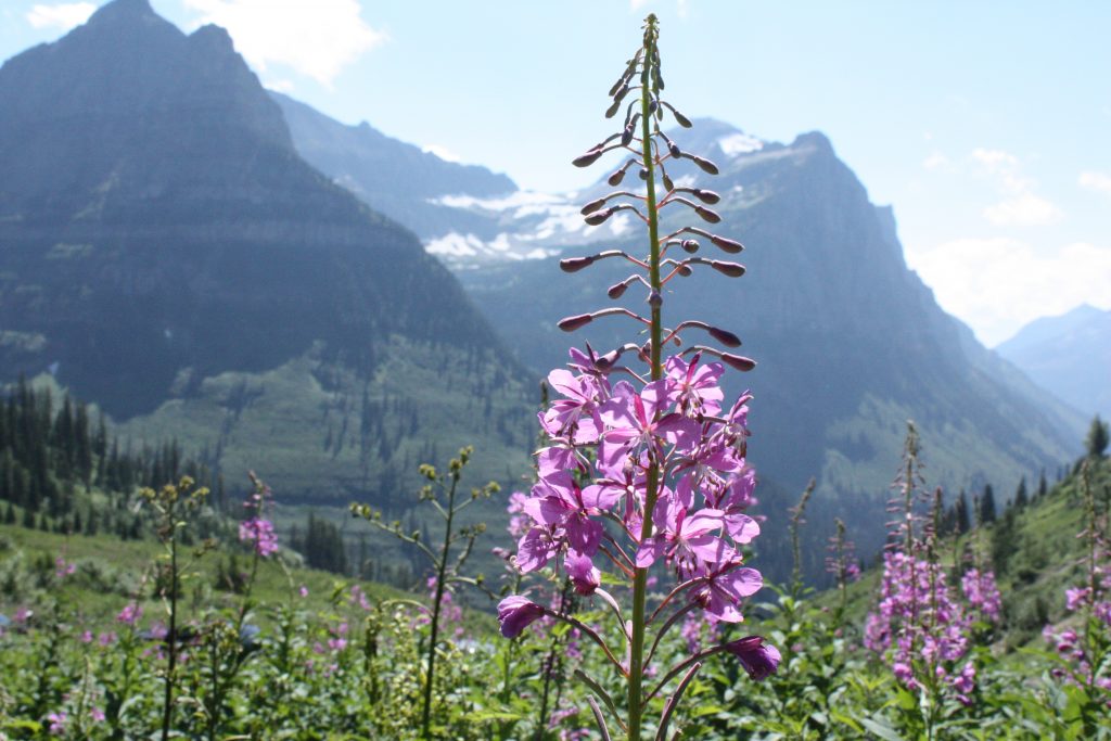 Glaciers, mountains and flowers ...