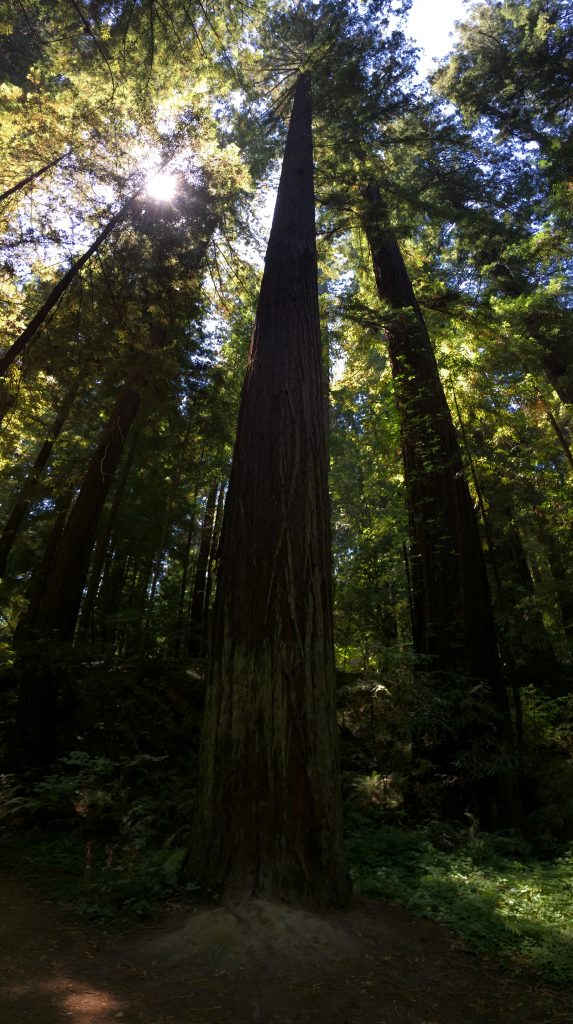 Giant Redwoods at the Avenue of the Giants in Humboldt Redwoods State Park